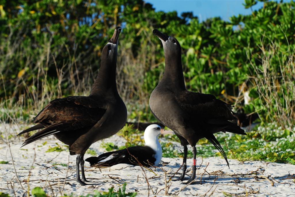 Two Black-footed albatross dancing and calling with each other while a Laysan albatross sits upon a nest in the background.