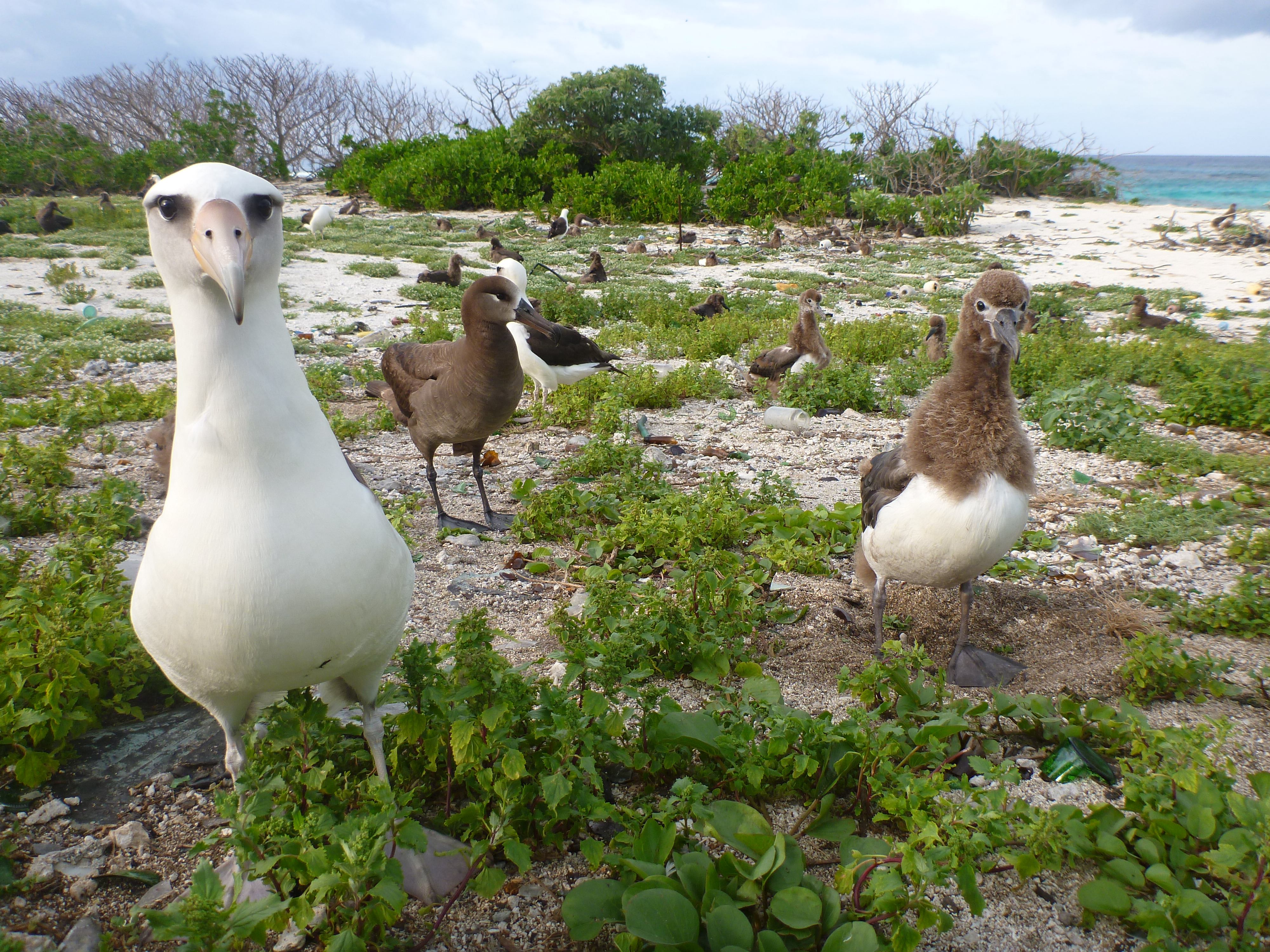 Numerous albatross staring into and away from the camera while on sand, coral, and vegetation with the ocean in the background